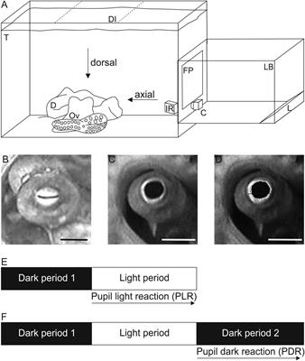 The Pupillary Response of the Common Octopus (Octopus vulgaris)